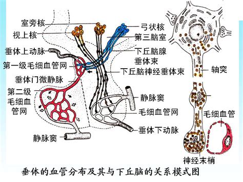 脈象 弦細|《中醫詞典》解釋「脈象」的意思